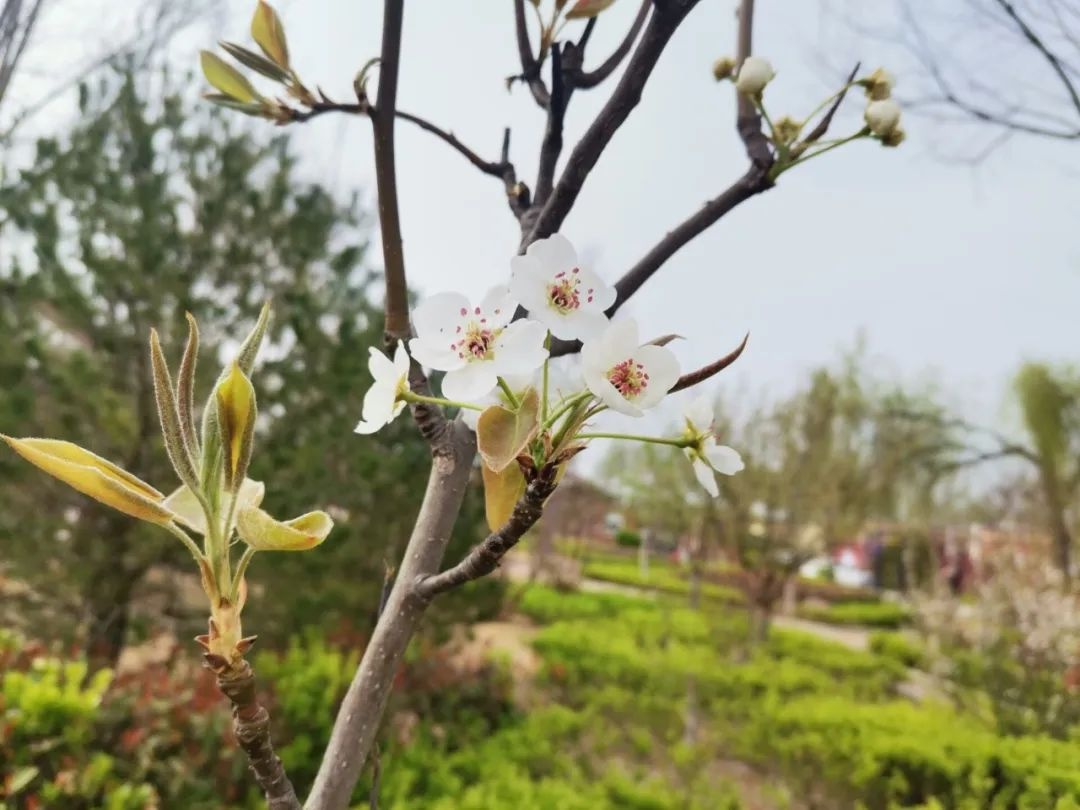 花开正当时 不负春光好 | 春日里的济南市天桥区刘庙小学