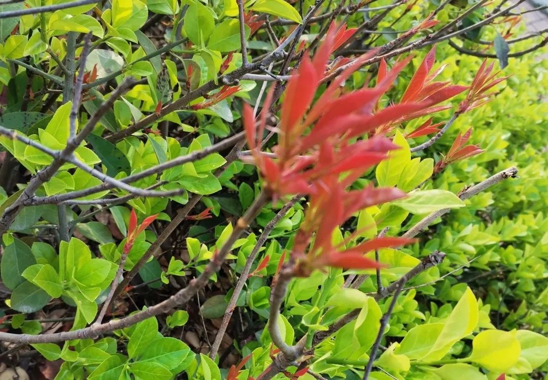 花开正当时 不负春光好 | 春日里的济南市天桥区刘庙小学