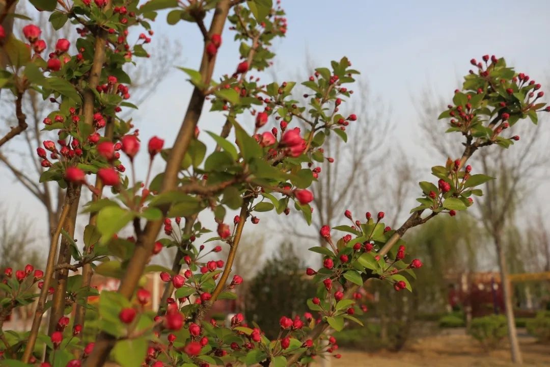 花开正当时 不负春光好 | 春日里的济南市天桥区刘庙小学