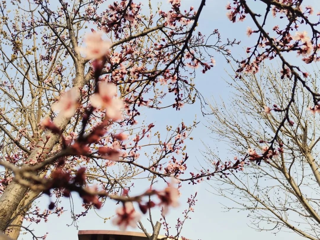 花开正当时 不负春光好 | 春日里的济南市天桥区刘庙小学