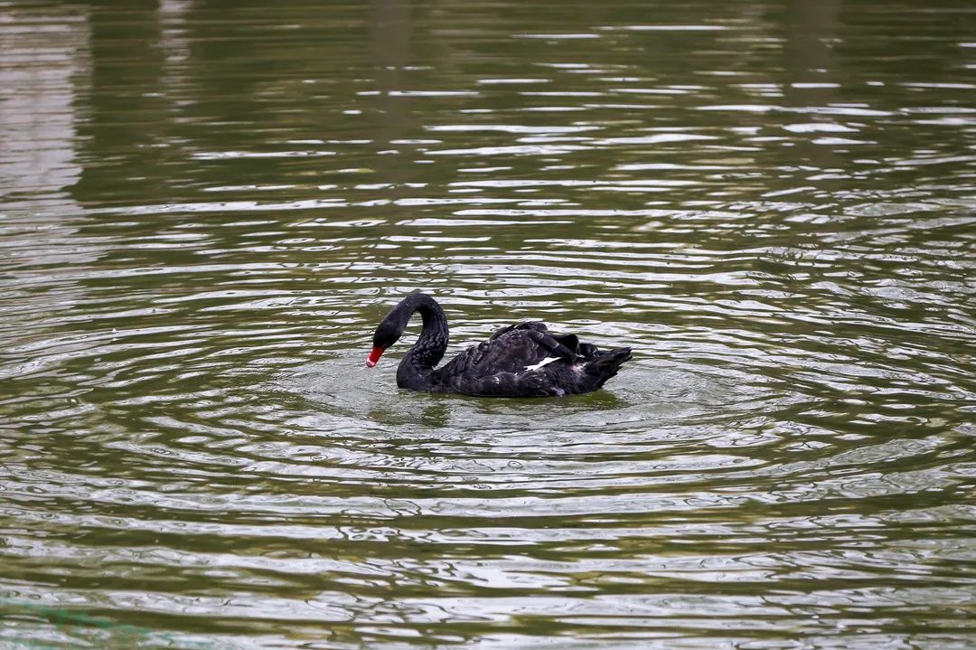 甜甜甜！实力宠学生！河南高校这波操作
