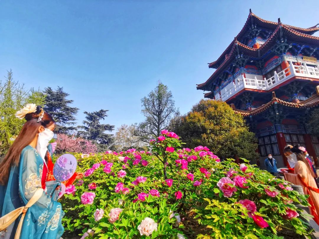 洛阳这3家牡丹园免费!附各牡丹观赏园最新花情,入园政策