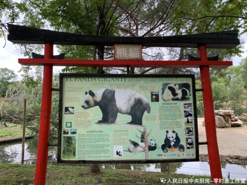 大熊猫只有中国有吗(没想到，出生在这国的大熊猫有这么多)