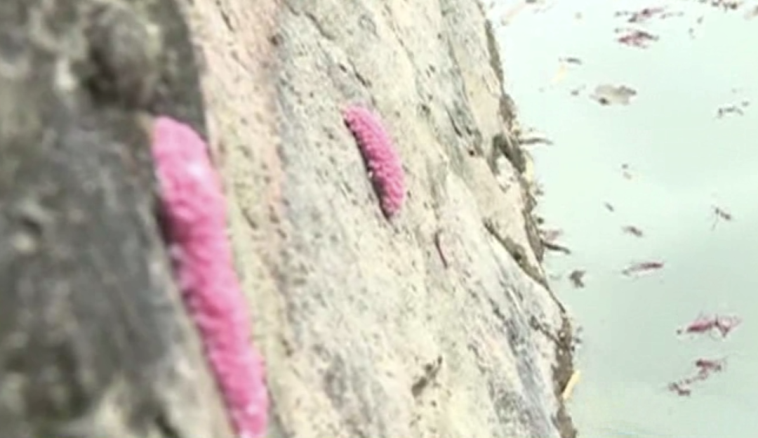 千万别碰！千万别碰！近期广东高发！寄生虫可多达6000条