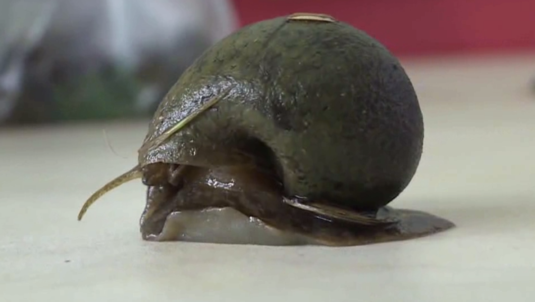 千万别碰！千万别碰！近期广东高发！寄生虫可多达6000条