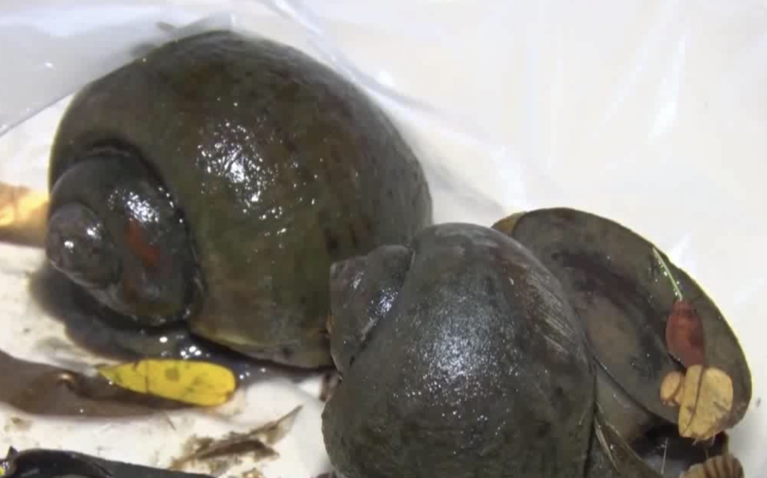 千万别碰！千万别碰！近期广东高发！寄生虫可多达6000条