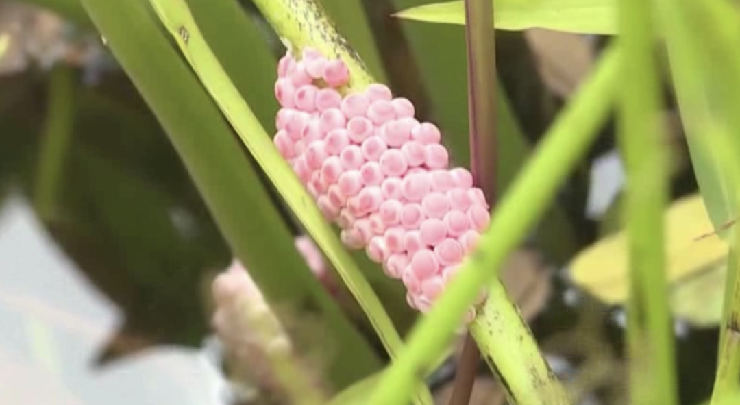 千万别碰！千万别碰！近期广东高发！寄生虫可多达6000条