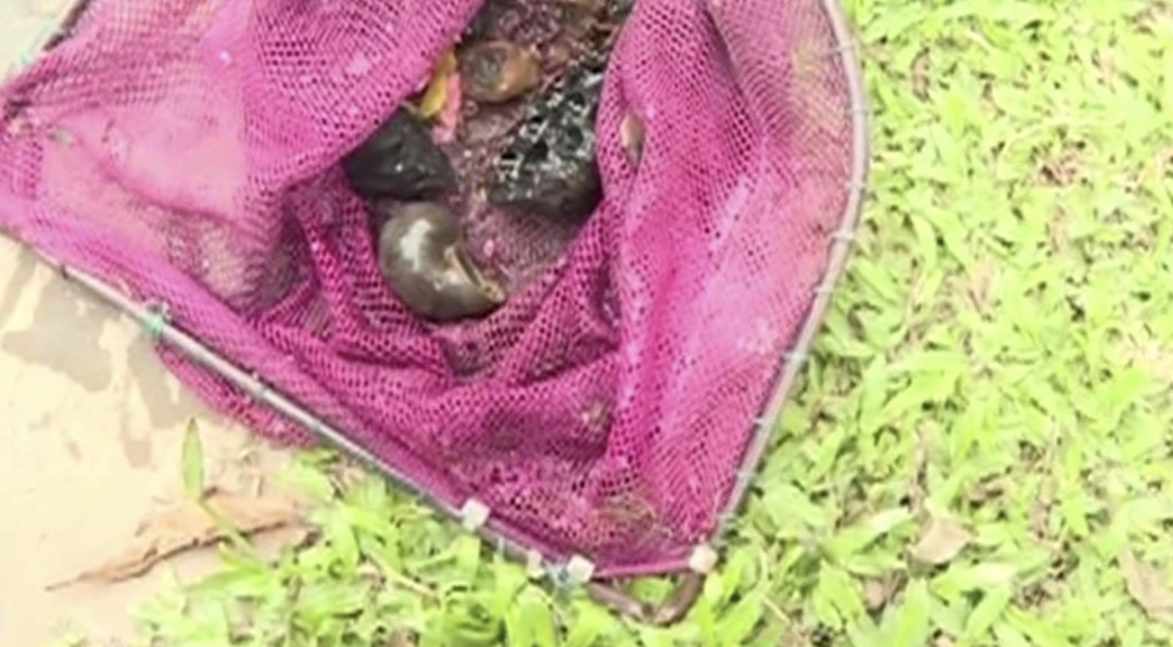 千万别碰！千万别碰！近期广东高发！寄生虫可多达6000条