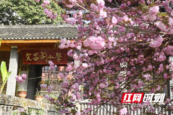 凤凰县文昌阁小学樱花盛开点缀百年校园(图2)