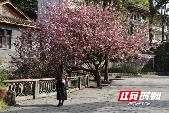 凤凰县文昌阁小学樱花盛开点缀百年校园(图6)