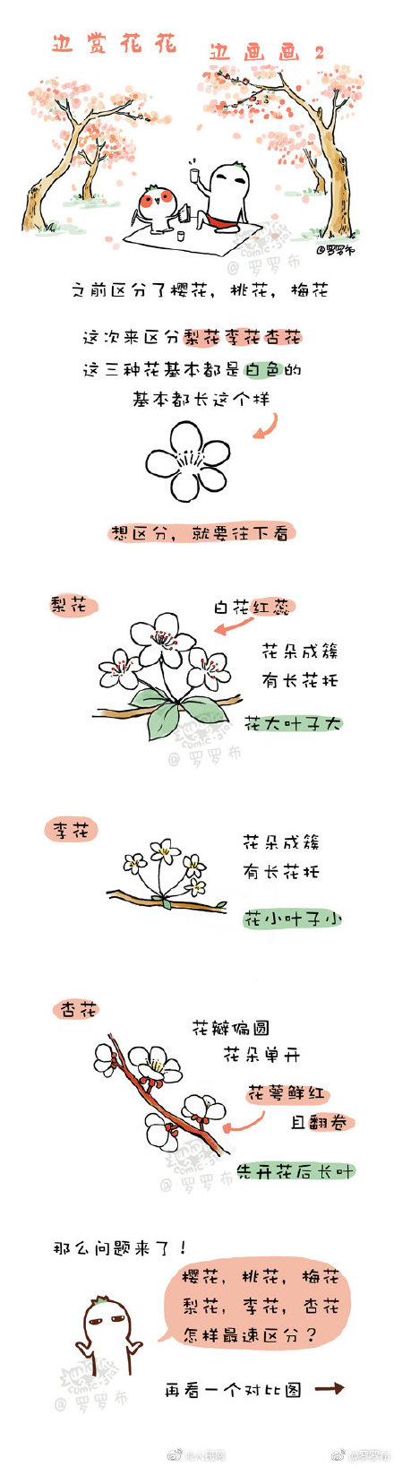 快速區分櫻花桃花梅花梨花李花杏花