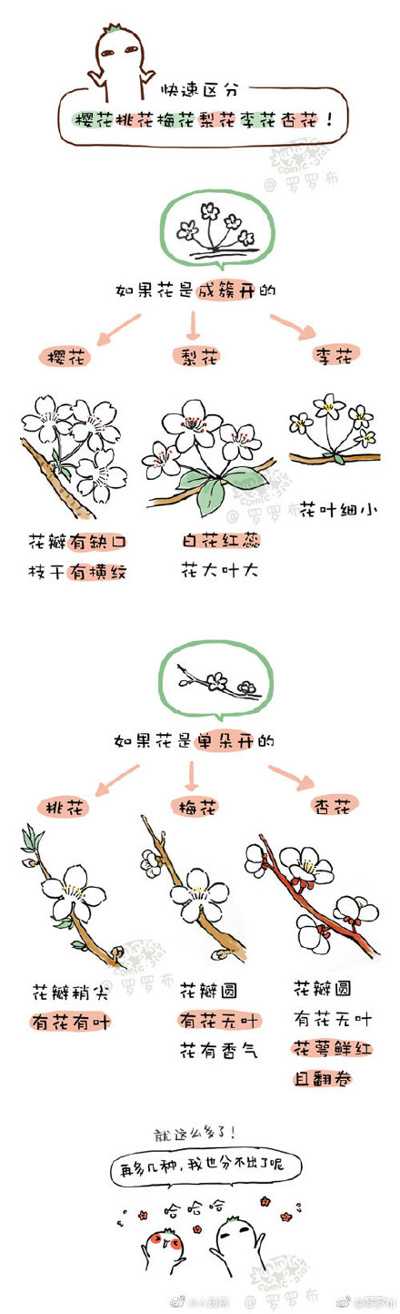 快速區分櫻花桃花梅花梨花李花杏花