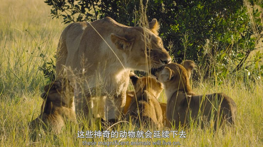 利物浦手电筒(我们与“食人动物”有过精神联系，只不过越来越弱了)