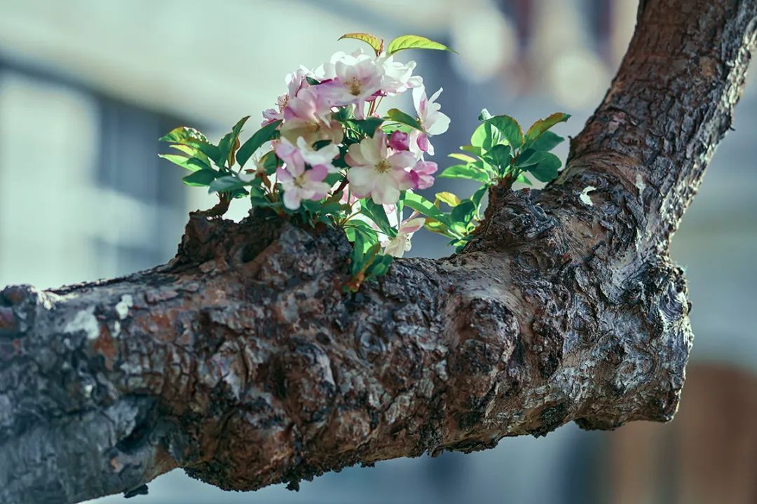 海棠春讯：2022年“天大·海棠季”活动公告