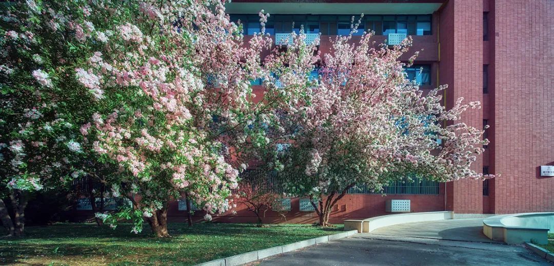 海棠春讯：2022年“天大·海棠季”活动公告