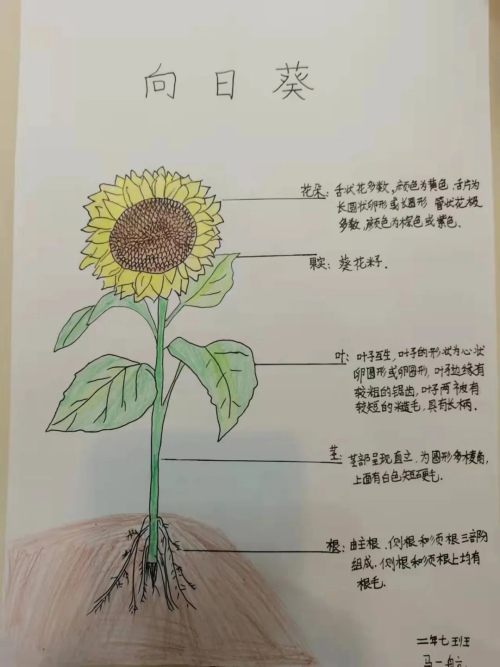 应昌小学大明湖校区二年级线上项目式活动(图2)