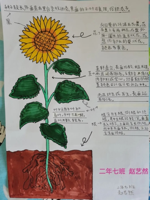 应昌小学大明湖校区二年级线上项目式活动(图3)