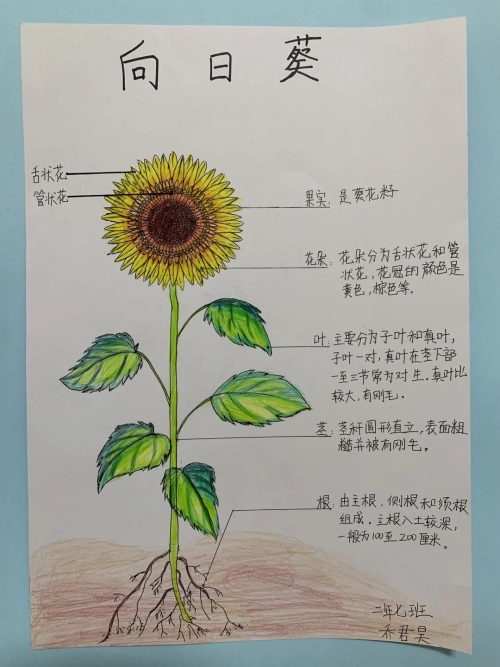 应昌小学大明湖校区二年级线上项目式活动(图5)