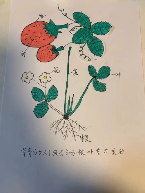 应昌小学大明湖校区二年级线上项目式活动(图14)