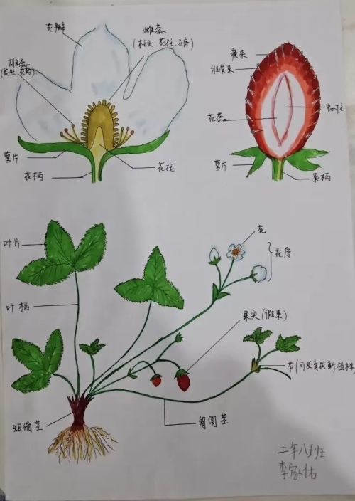 应昌小学大明湖校区二年级线上项目式活动(图17)