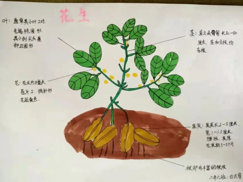 应昌小学大明湖校区二年级线上项目式活动(图20)