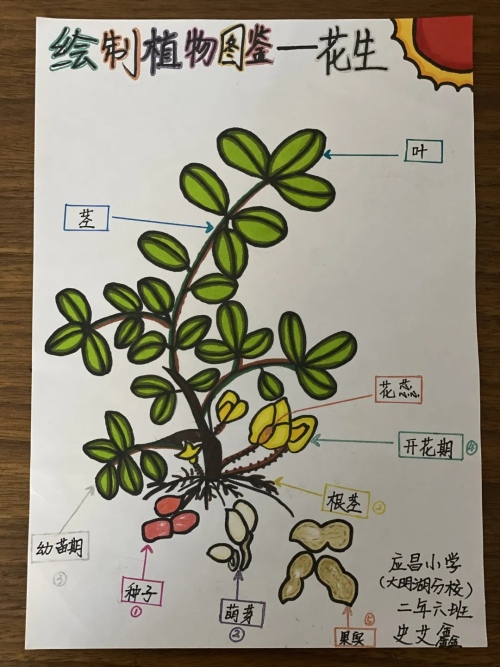 应昌小学大明湖校区二年级线上项目式活动(图22)