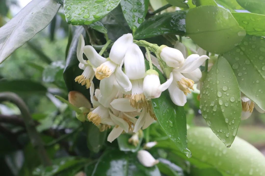 柚 见花开 小小柚子树 铺就上杭稔田致富路 天天看点