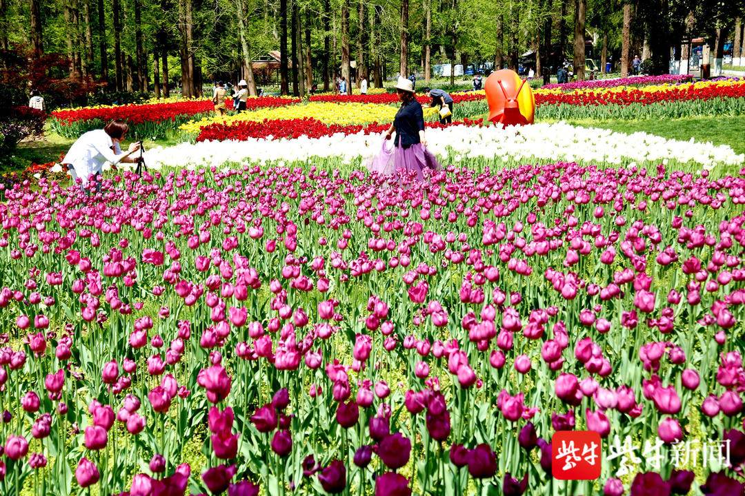 南京的市花（南京的市花和市树）