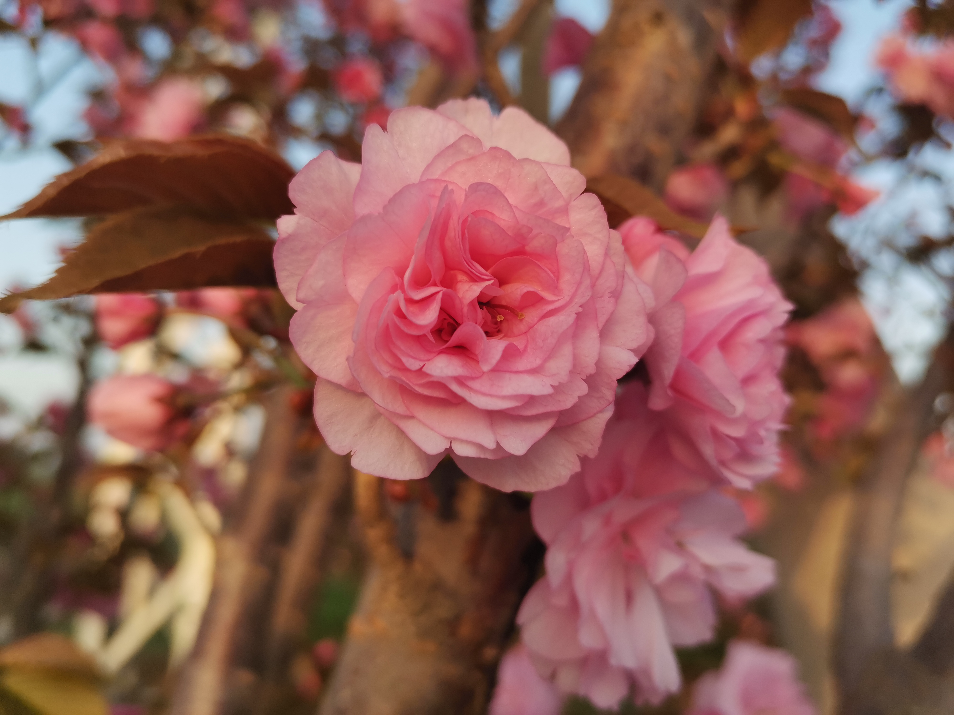 镇平县安字营镇:十里樱花醉春风