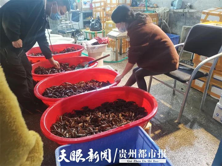 又到小龙虾季，贵阳市场的价格可以让我们实现小龙虾自由吗？