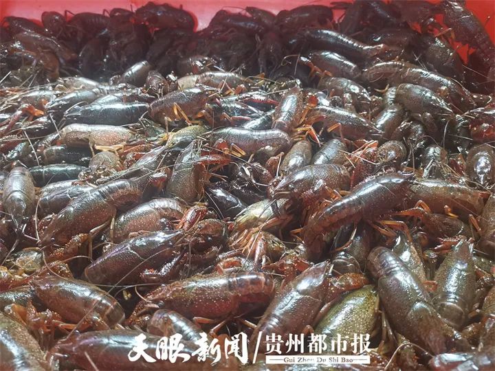 又到小龙虾季，贵阳市场的价格可以让我们实现小龙虾自由吗？