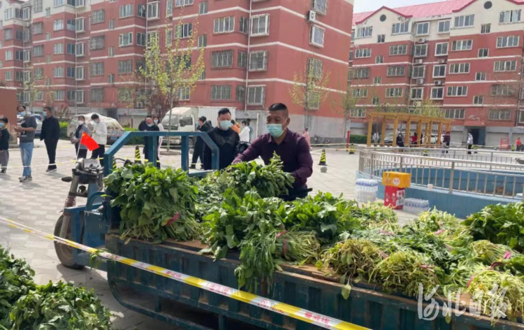 暖新闻｜邯郸菜农将自家两亩菠菜免费送给乡邻