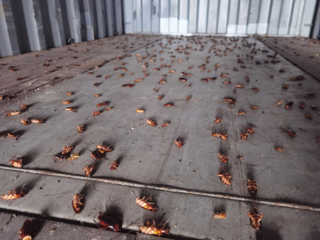 厦门海关在进境空箱中截获2000只活蟑螂