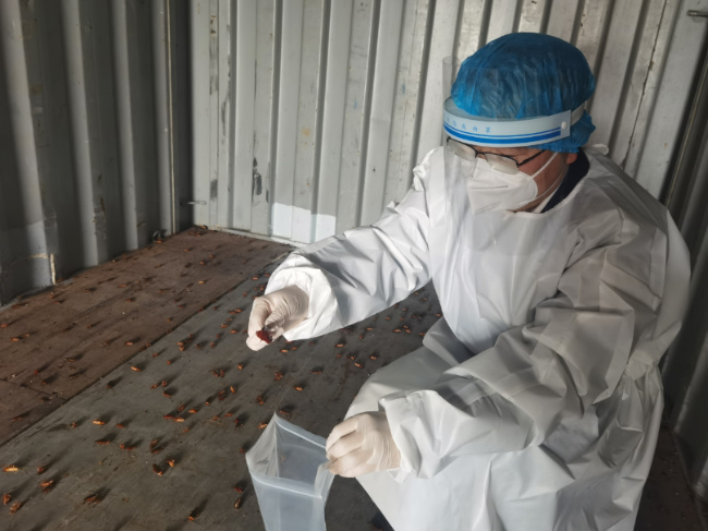 厦门海关在进境空箱中截获2000只活蟑螂