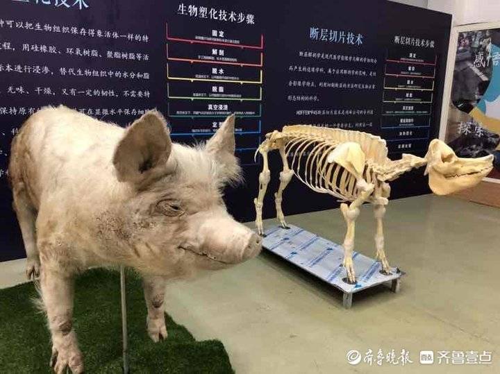 猪坚强标本正式对外展出(果然独家｜“猪坚强”在大连做成标本，将被送回建川博物馆展览)
