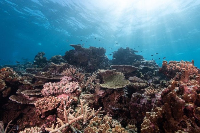 专家警告世界上的珊瑚或将在30年内消失 需采取紧急行动-第1张图片-IT新视野