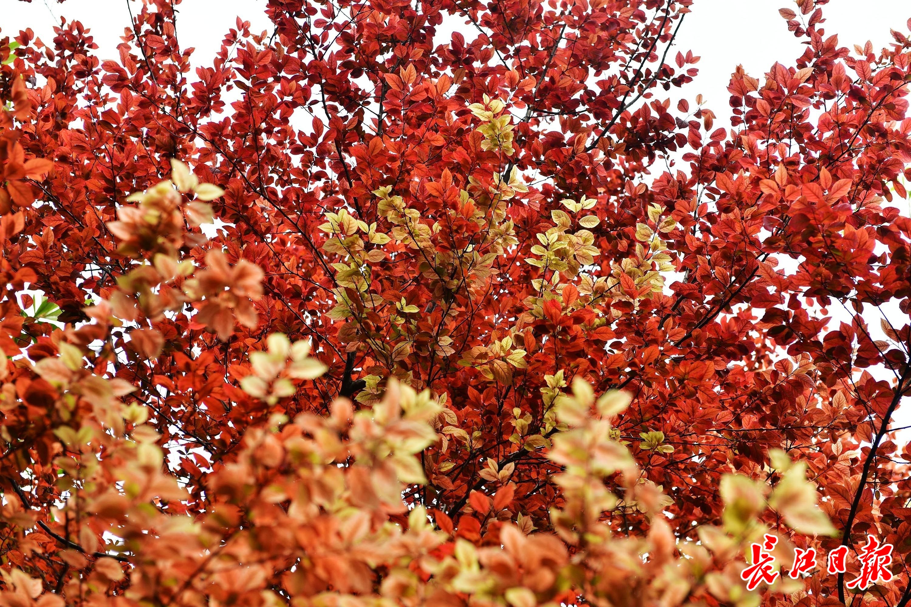 ������ɫҶ�绨