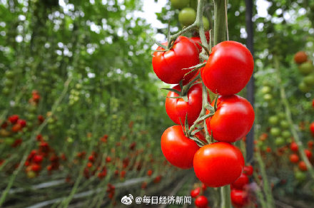上海市抢种蔬菜面积达8万多亩