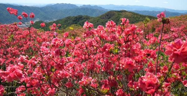 漫山遍野是什么（漫山遍野是什么生肖动物）