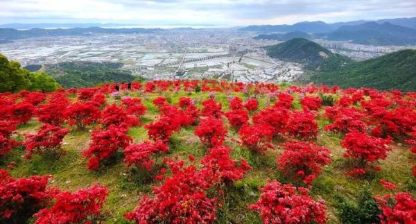 漫山遍野是什(shi)么（漫山遍野是什么(me)生肖动物）-大连信息网