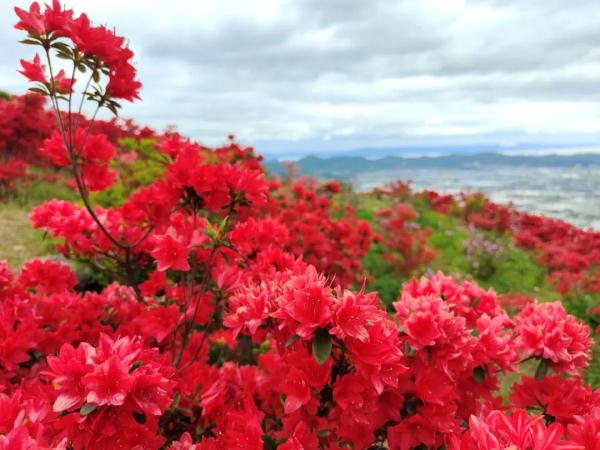 漫山遍(bian)野是什么（漫山遍野是什么生(sheng)肖动物）-大连信(xin)息网