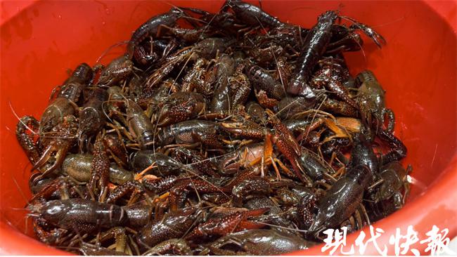 今日南京龙虾市场价格「南京众彩龙虾今日批发价格」