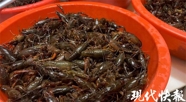 南京小龙虾价格略有下降，今年第一顿龙虾你安排了吗？