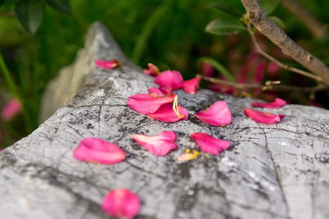 谷雨：且惜春光，且种希望