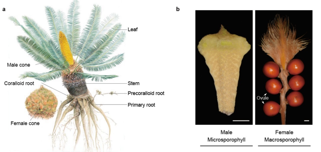 ���ڷ��֣�&ldquo;����������&rdquo;Ҳ�ܱ����