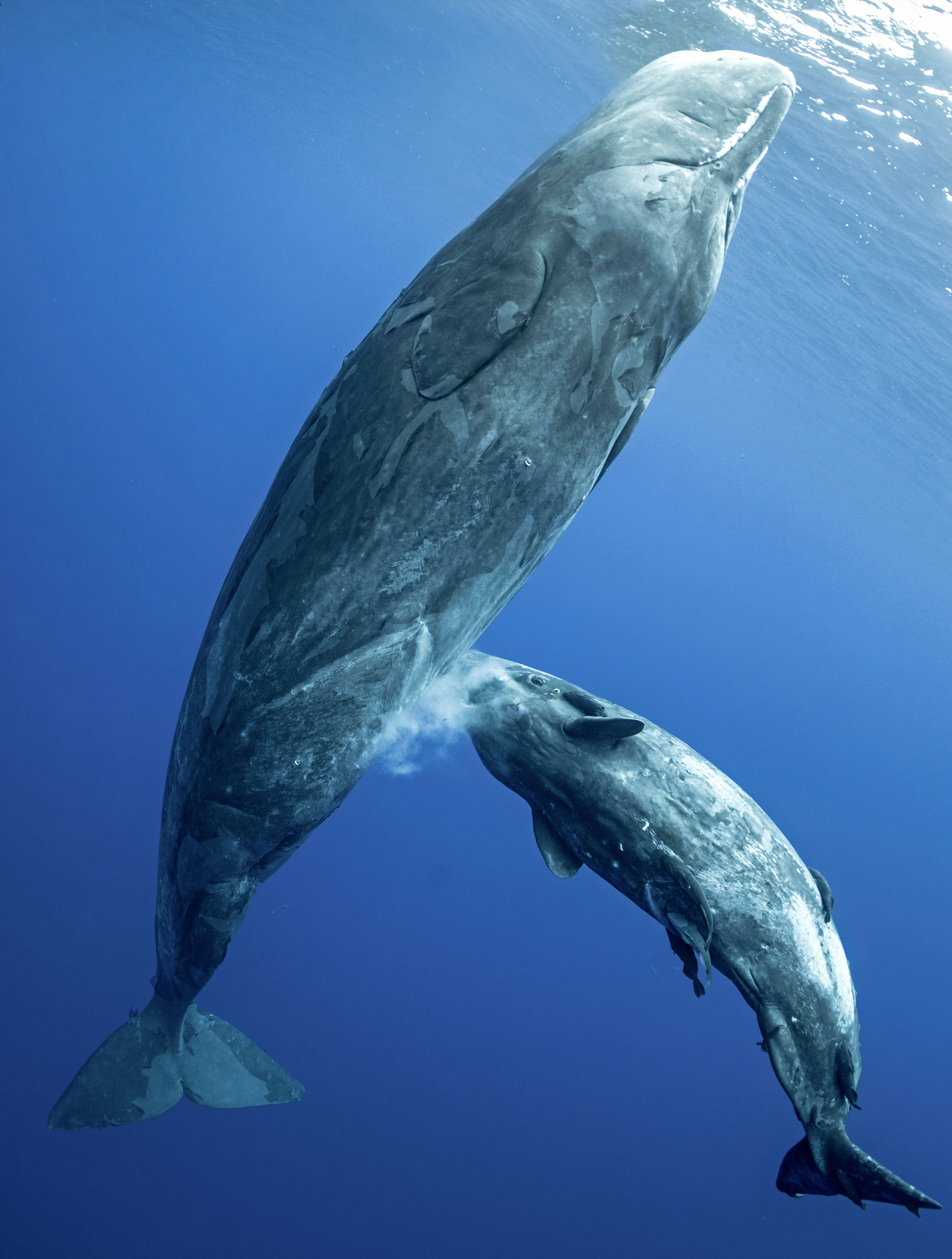 搁浅抹香鲸回归大海,专家解读施救过程中的经典操作