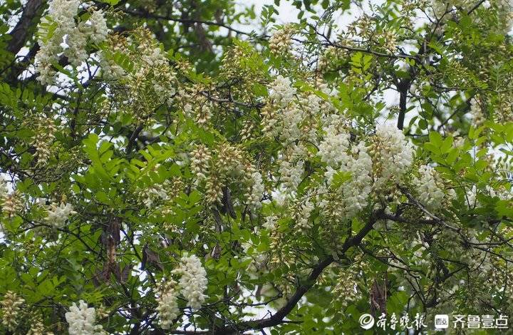 济南街头槐花飘香，还记得小时候吃槐花的美好？