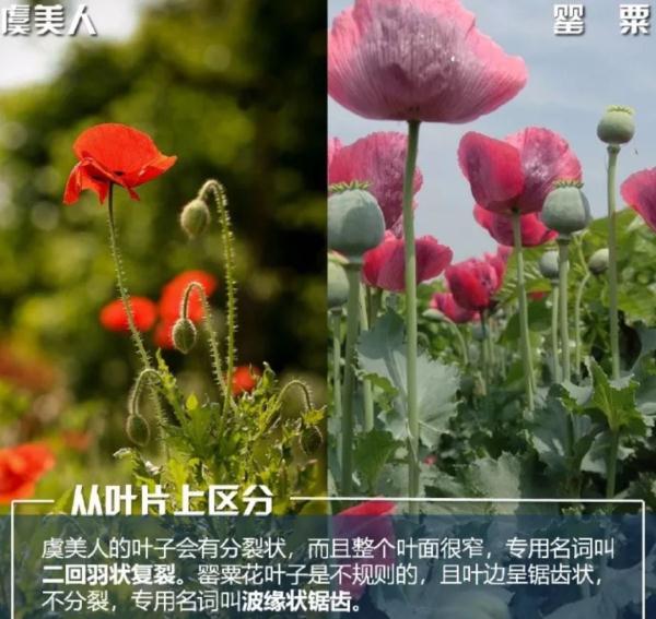 罂粟花图片罂粟和虞美人傻傻分不清楚