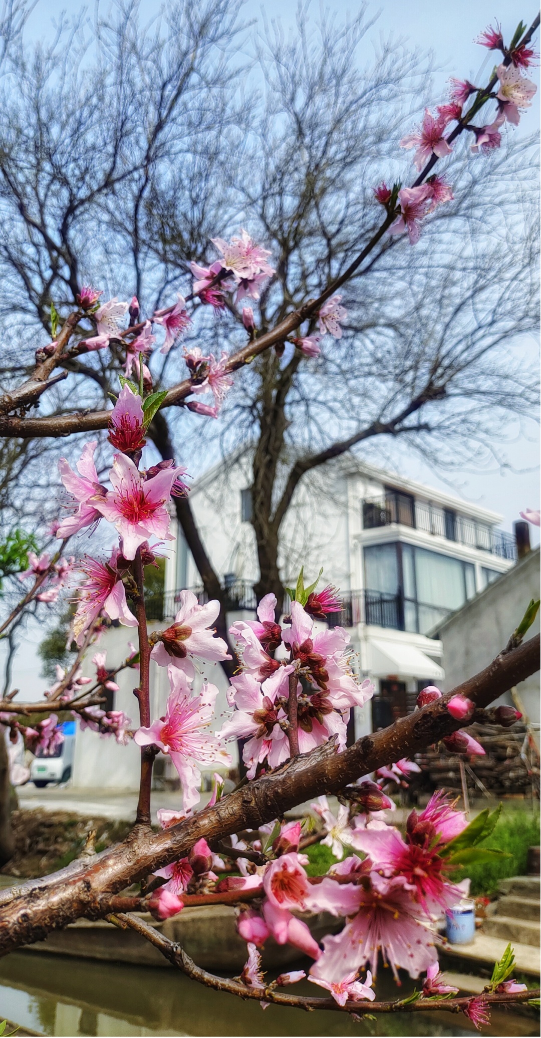 人间四月芳菲“劲”，此处桃花始盛开