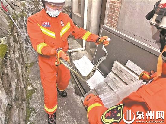 天气逐渐转暖(天气转暖 小心蛇出没“蛇扰民”警情21天33起)